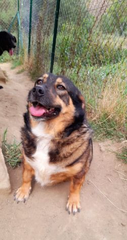 BETTY BASSOTTONA 6/7 ANNI 25 KG IN CANILE DA ANNI - Foto 3