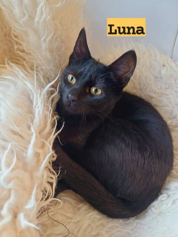 Micina nera 10mesi aspetta casa ROMA