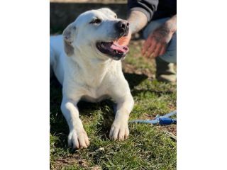 CANE IN ADOZIONE: MIKA aspetta la sua occasione.
