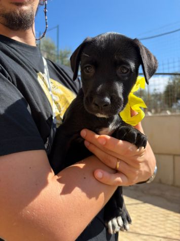 CARAMELLO, LEONE, BALOO, GINEVRA E MARTINA,80 GIORNI: CERCANO CASA! - Foto 4