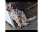 FRODO CACCIATORE DI COCCOLE, SIMIL SRINGER SPANIEL, CAGNOLINO IN ADOZIONE