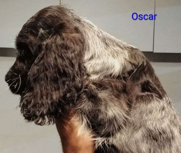 Cucciolo cocker spaniel inglese Blu roano - Foto 5