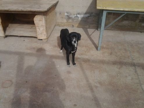 5 deliziose cagnoline - Foto 3