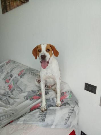 Lele - Foto 2