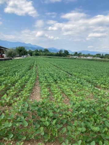 Terreno agricolo di 6805 mq in MORIAGO DELLA BATTAGLIA - - Foto 2