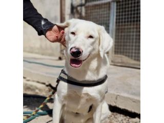 Blanche , da cucciola vive in canile