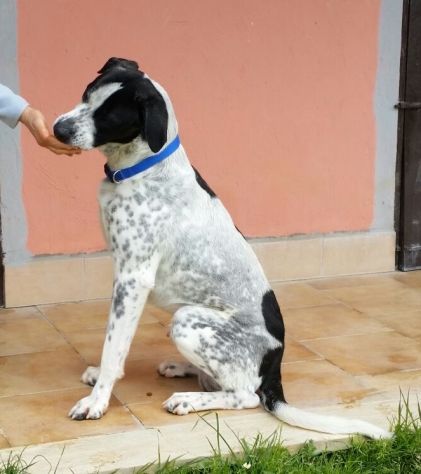 RINGO, stupendo cucciolone - Foto 2