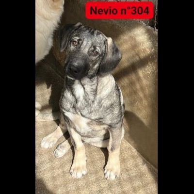 CUCCIOLI IN ADOZIONE - Foto 4