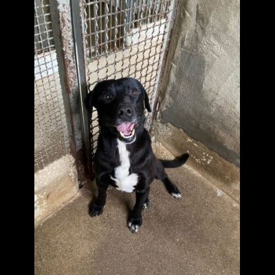 BORIS FANTASTICO ESEMPLARE DI CANE COZZA! DOLCISSIMO CAGNOLINO IN ADOZIONE - Foto 6