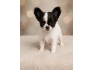 Cucciolo Chihuahua pelo lungo