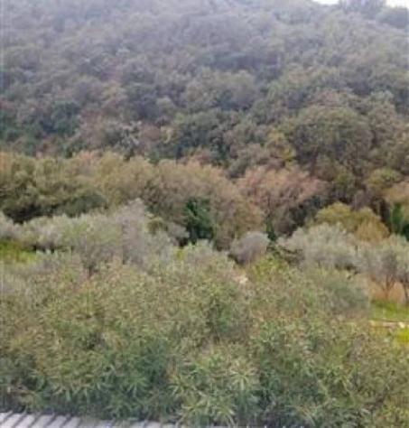 Immobile in asta di 414 m² con più di 5 locali in vendita a Sant'Agata di Militello - Foto 2
