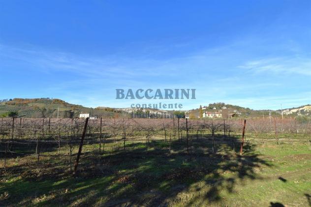 FONDO AGRICOLO CA' DEI FRATI - BRISIGHELLA - Foto 3
