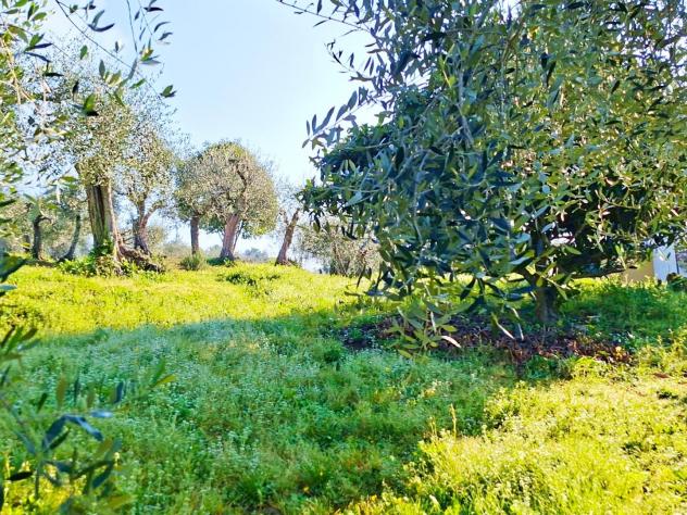 Terreno edif. residenziale in vendita a Buti 5300 mq Rif: 1411798 - Foto 2