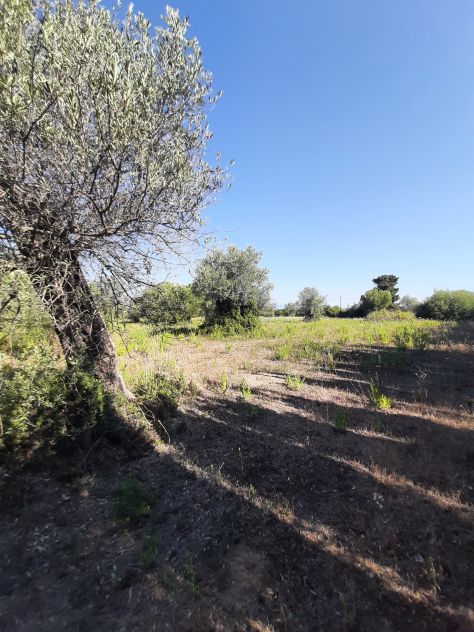 OLIVETO PAINEGGIANTE E VISTA MARE - Foto 10