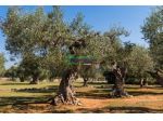Rif:2724 Terreno agricolo di 18.000 mq con uliveto e agrumeto in vendita a  &hellip;