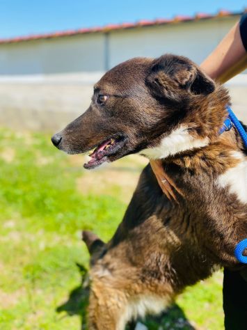 CANE IN ADOZIONE: ZAMPA BIANCA e i suoi calzini. - Foto 6