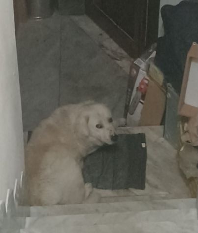 Maremmano anzianetto NN LO VOGLIONO+IN STRADA! CALABRIA - Foto 3