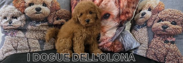 Cuccioli di barboncino toy - Foto 3