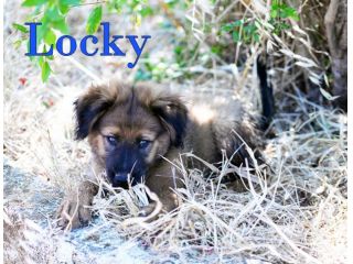 Locky dolcissimo cucciolo incrocio akita in adozione