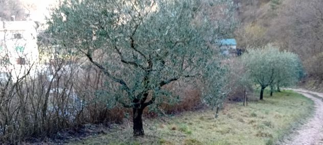 piante ulivo - Foto 6
