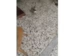 Dolcissima chihuahua mini Toy femmina