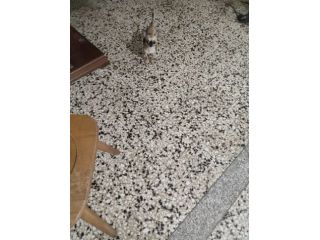 Dolcissima chihuahua mini Toy femmina