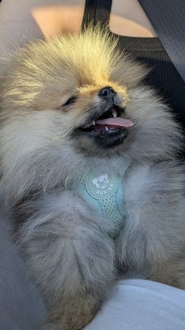 Cucciola di pomerania, femmina , 4 mesi - Foto 5