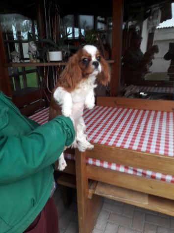 Cavalier King (maschietto) - Foto 2