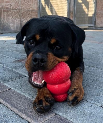 LESLIE BELLISSIMA ROTTWEILER - Foto 2