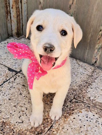 AMY CERCA CASA! - Foto 5