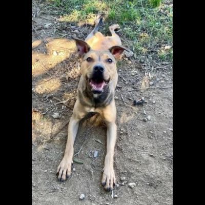 TERRY STUPENDA CAGNOLINA IN ADOZIONE - Foto 2
