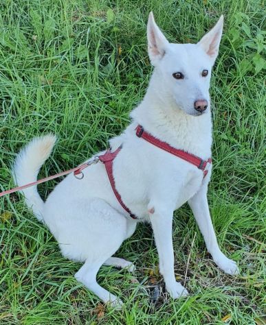 OFELIA, cagnolina composta, raffinata e sensibile - Foto 4