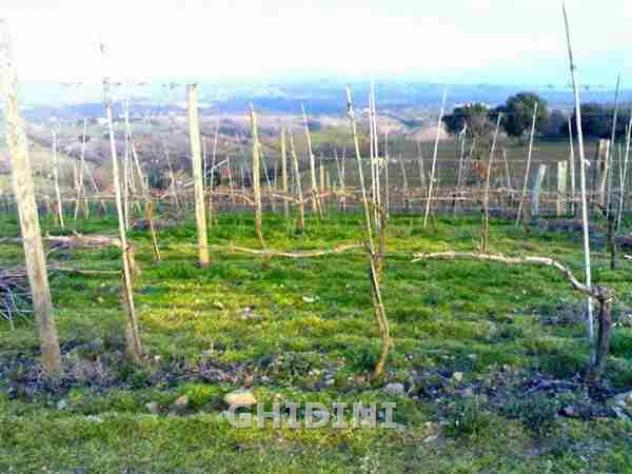 COLONICA di 8 vani e di 200 mq (MAGLIANO IN TOSCANA - POGGIO LA MOZZA) rif. 1017.163M - Foto 20