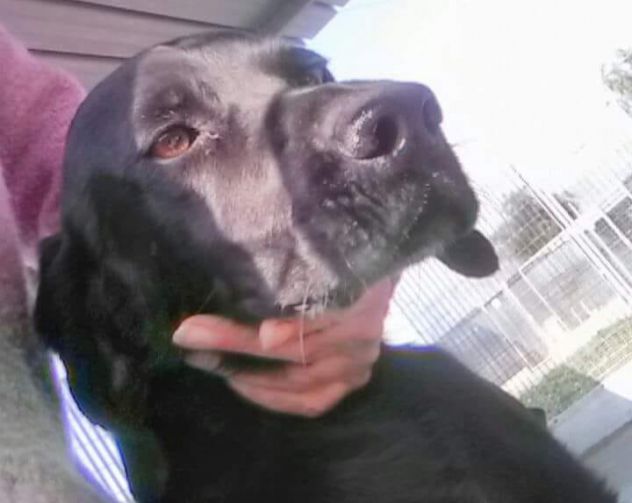 Mix Bracco nero salvato pelle ed ossa 5anni fa! ZERO RICHIESTE!Puglia - Foto 3