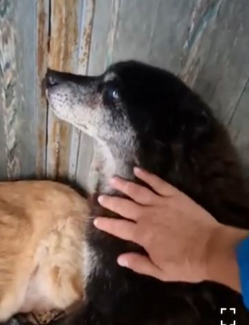 Skizzo 10anni in canile da tanto..PUGLIA SOS - Foto 3