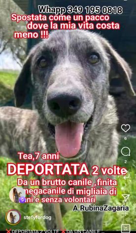 TEA TIMIDA CAGNOLINA IN ADOZIONE - Foto 5