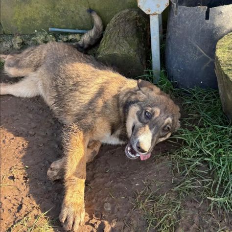 Johnny tenero e bellissimo, cucciolo in adozione - Foto 2