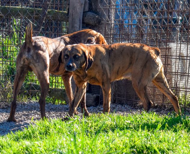 Tigro,un cane che si fa volere bene - Foto 5