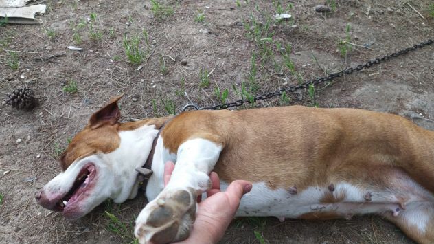 Amstaff dolcissima adulta rimasta sola in 1roulotte! SARDEGNA - Foto 6