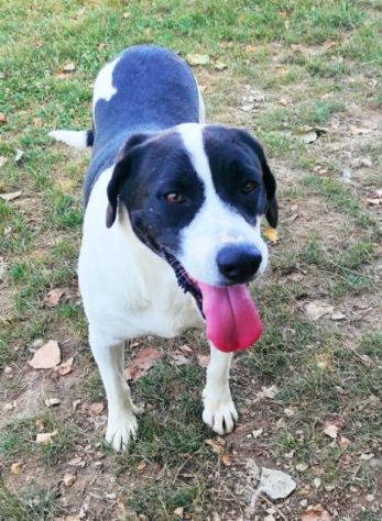 CANE IN ADOZIONE: MARILU', taglia media - Foto 2