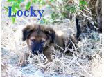 Locky dolcissimo cucciolo incrocio akita in adozione