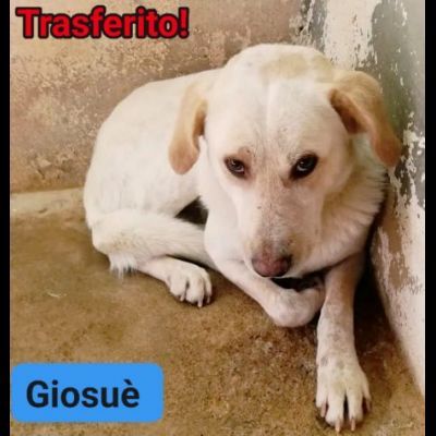 GIOSUÈ HA APPENA UN ANNO E GIA' E' RASSEGNATO AL CANILE,  CANE IN ADOZIONE - Foto 2