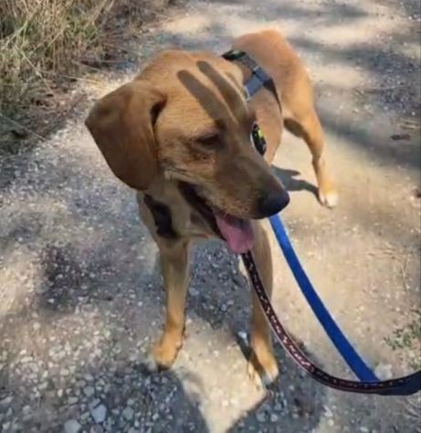 Flocky: 2 anni, taglia contenuta, socievole - Foto 3