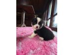Cuccioli border collie