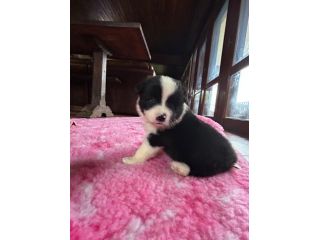 Cuccioli border collie