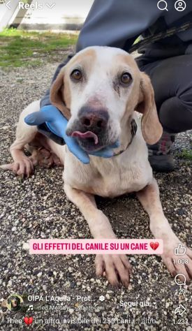 THEO IMPAURITO DAL CANILE CANE IN ADOZIONE - Foto 6
