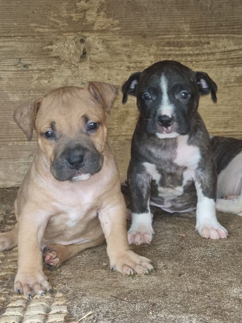 Cucciola Amstaff Tigrato Bianco con pedigree - Foto 6