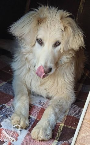 Musa ❤️🐾 - Foto 2