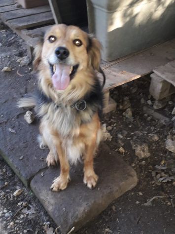 DRAGO, splendido cagnolino - Foto 3