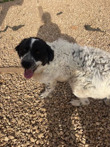 Gigino - Foto 3